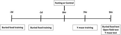 Acute Fasting Does Not Induce Cognitive Impairment in Mice